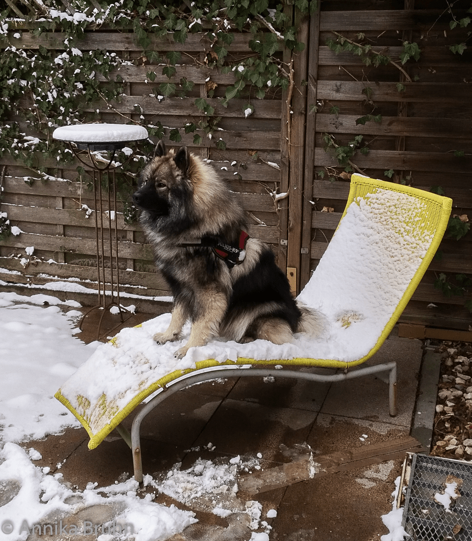 Q auf seiner Liege mit Schnee